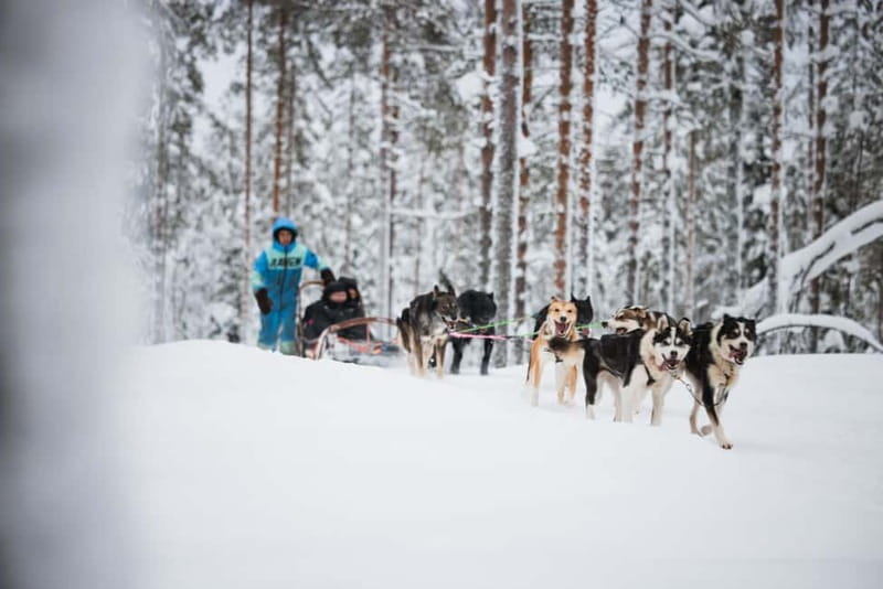 Rovaniemi: Reindeer, Huskies & Santa Claus Village - Two hours at Santa Claus Village
