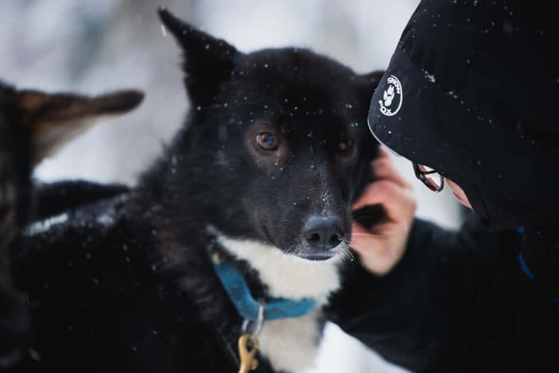 Rovaniemi: Reindeer, Huskies & Santa Claus Village - Who should book this experience