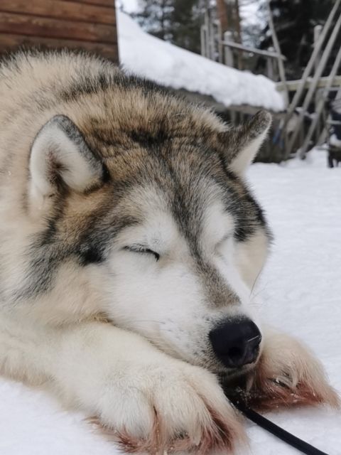 Rovaniemi: Reindeer, Huskies, Santa's Pets & Aurora Hunt - Families, older visitors, and practical limits