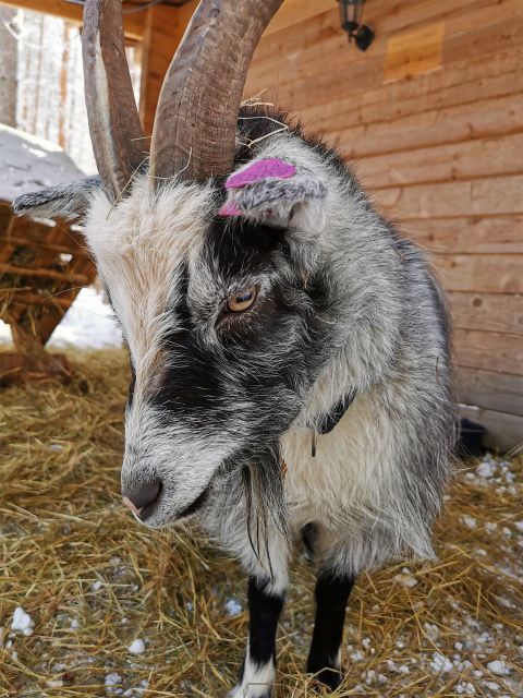 Rovaniemi: Reindeer, Huskies, Santa's Pets & Aurora Hunt - A full Arctic day in two separate parts