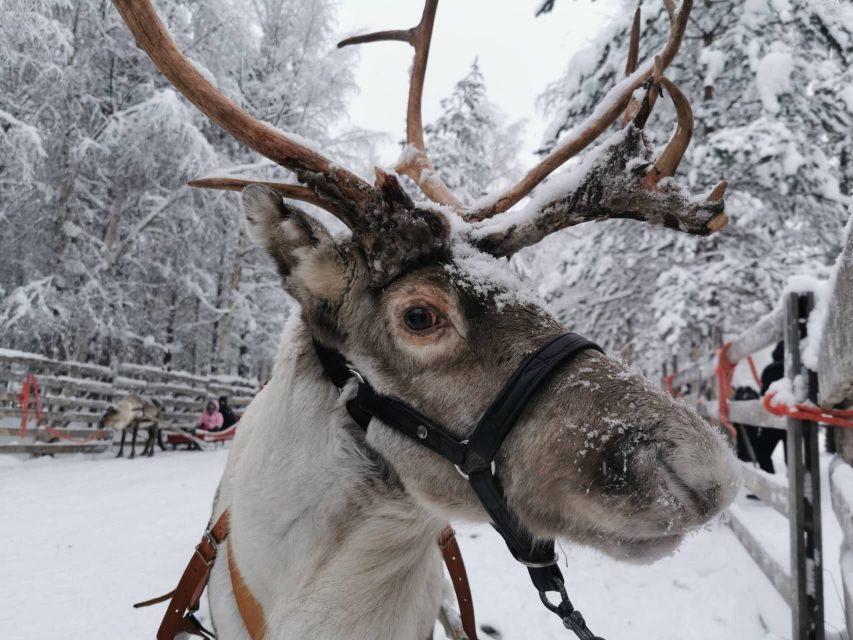 Rovaniemi: Reindeer, Huskies, Santa's Pets & Aurora Hunt - Reindeer sleighing and feeding