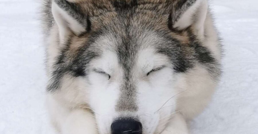 Rovaniemi: Reindeer, Huskies, Santa's Pets & Aurora Hunt - Husky power over 500 meters