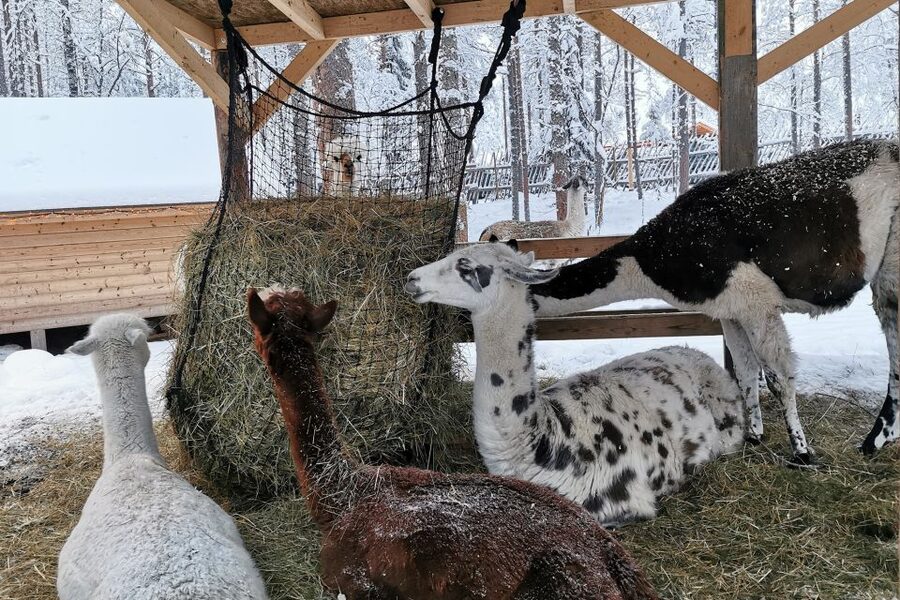 Rovaniemi: Reindeer, Huskies, Santa's Pets & Aurora Hunt - The evening hunt for northern lights