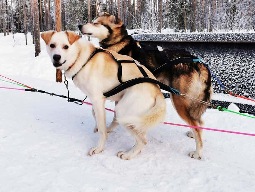 Rovaniemi: Reindeer, Huskies, Santa's Pets & Aurora Hunt - Tea, campfire food, and cold-weather comfort
