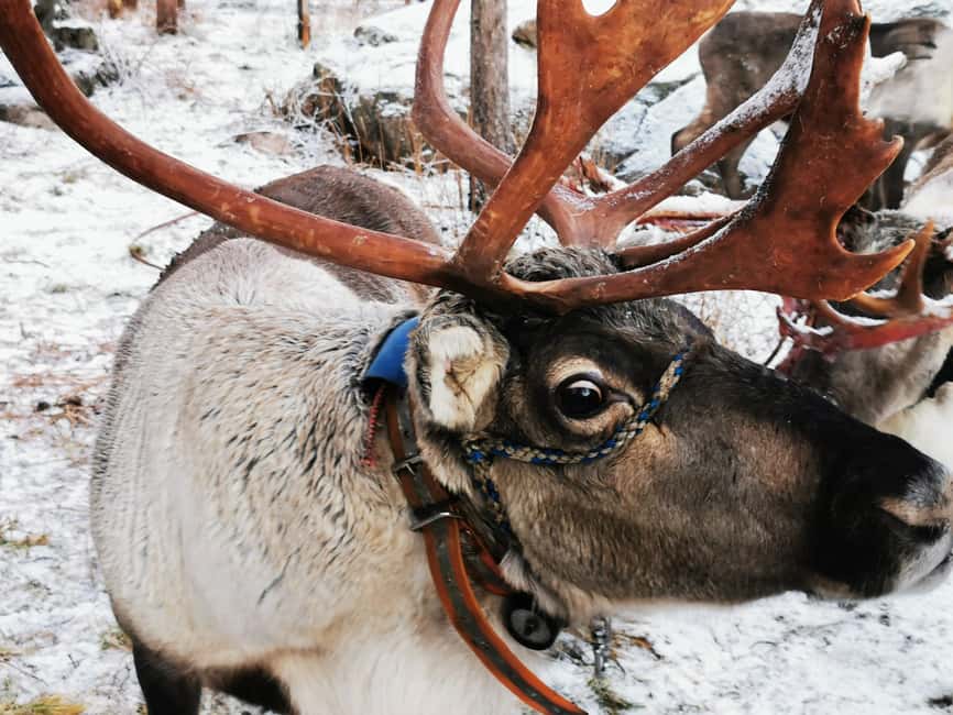 Rovaniemi: Reindeer, Huskies, Santa's Pets & Aurora Hunt - Santa Claus Village and the Arctic Circle photo stop