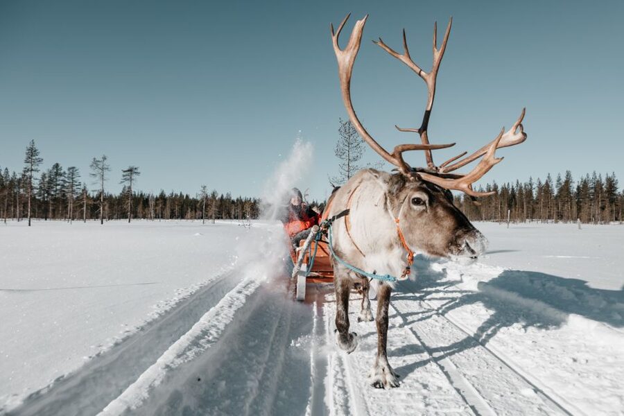Rovaniemi: Reindeer Sleigh Ride with Hot Drink and Cookies - Meeting the reindeer near Rovaniemi