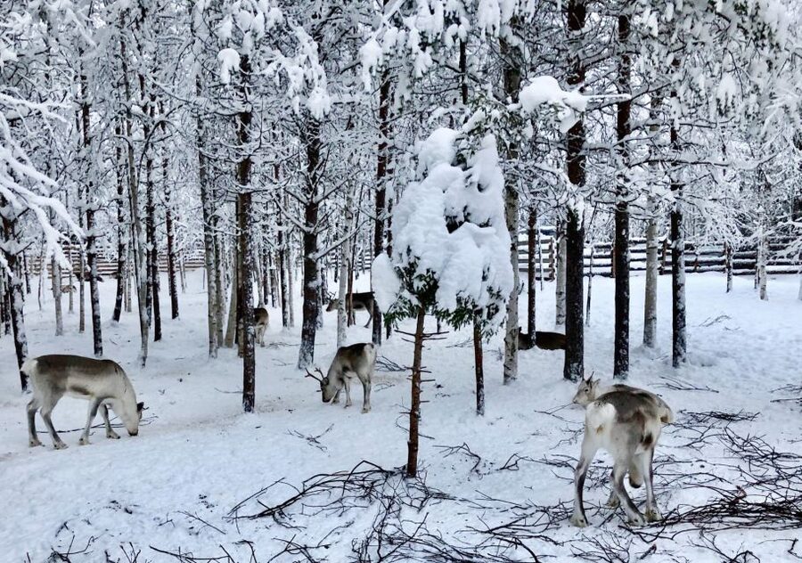 Rovaniemi: Reindeer Sleigh Ride with Hot Drink and Cookies - The 1.5-kilometer sleigh ride through snowy forest