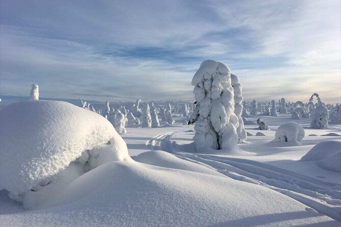 Rovaniemi: Riisitunturi Full-Day Wilderness Adventure & BBQ - Key points at a glance