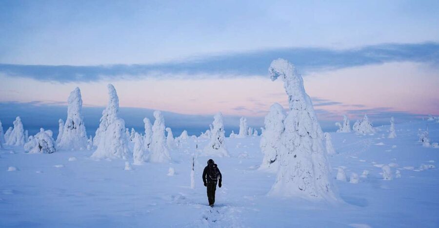 Rovaniemi: Riisitunturi National Park Day Trip with Lunch - Learning the forest as you walk