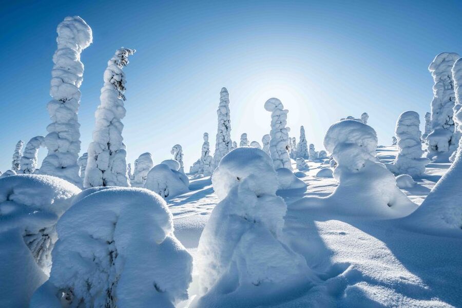 Rovaniemi: Riisitunturi National Park with Pro Photos & BBQ - Is the $159 price fair?