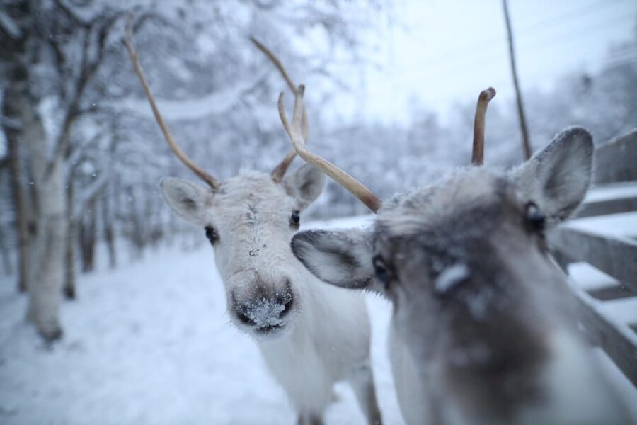 Rovaniemi: Santa Claus Village Tour Huskies & Reindeer ride - Key Points at a Glance
