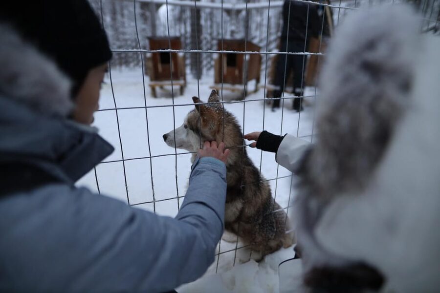 Rovaniemi: Santa Claus Village Tour Huskies & Reindeer ride - Reindeer, Feeding, and Lapland Tradition