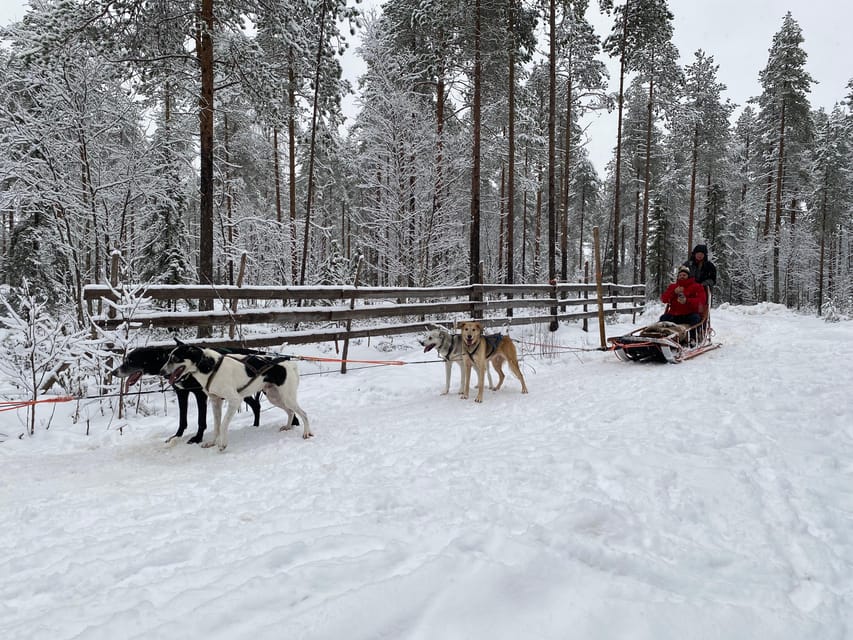 Rovaniemi: Santa Claus Village Tour Huskies & Reindeer ride - What the Small Group Means for You