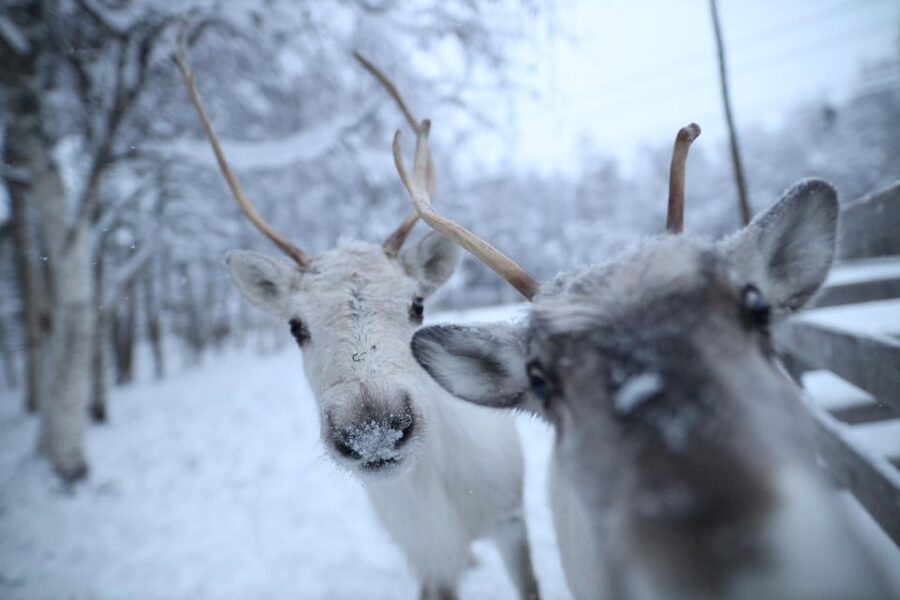 Rovaniemi: Santa Claus Village Tour Huskies & Reindeer Visit - Small groups and guide quality