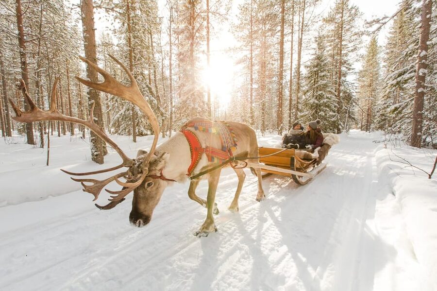 Rovaniemi: Santa's Village, Husky, & Reindeer Sled Ride - Guides, language, and service quality
