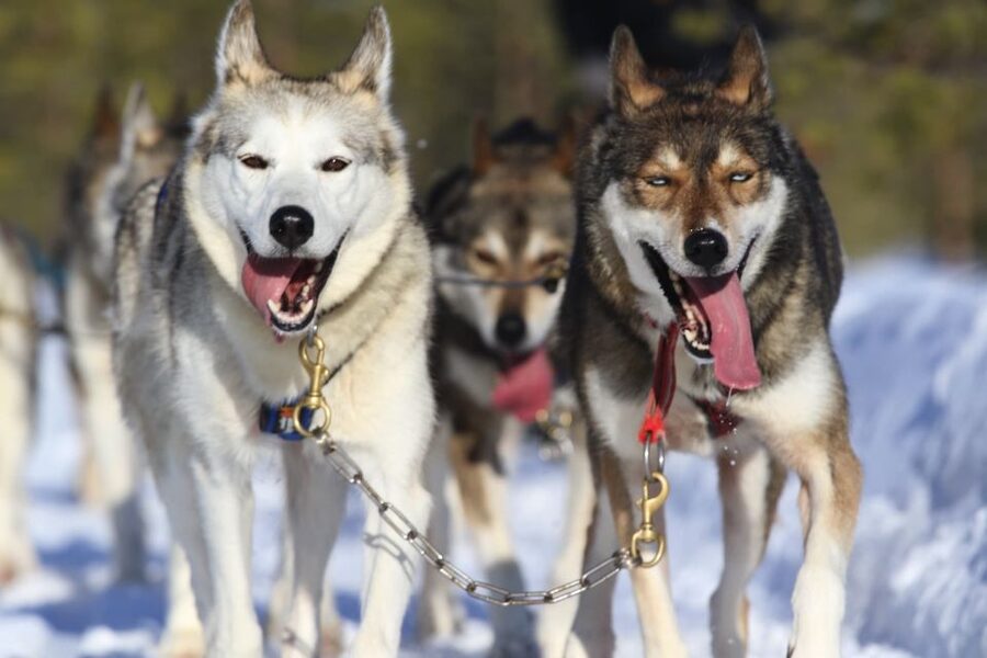 Rovaniemi: Self-Drive Husky Sleigh Ride Adventure - The 5 km run through snowy forests