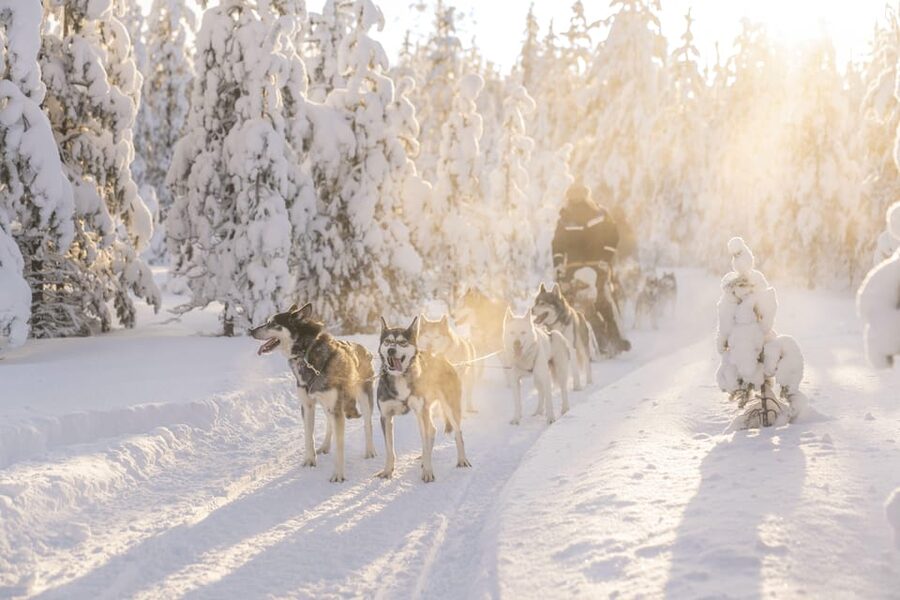 Rovaniemi: Snowmobile Safari, Reindeer & Husky Sleigh Ride - Key things to know before booking