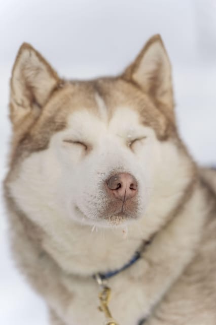 Rovaniemi: Snowmobile Safari, Reindeer & Husky Sleigh Ride - Three Arctic favorites in one half-day