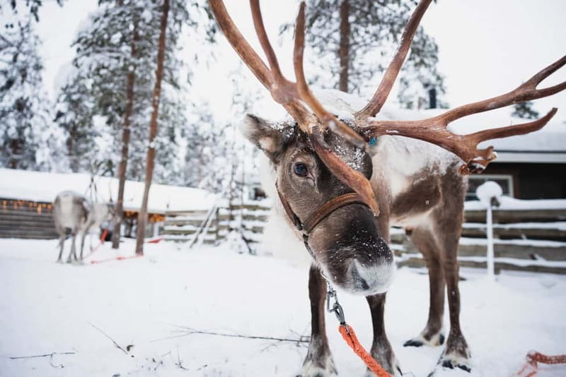 Rovaniemi: Snowmobile Tour and Reindeer Experience - Key points before you book