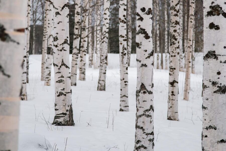 Rovaniemi: Snowshoeing in the Arctic Wilderness - What the three hours really include