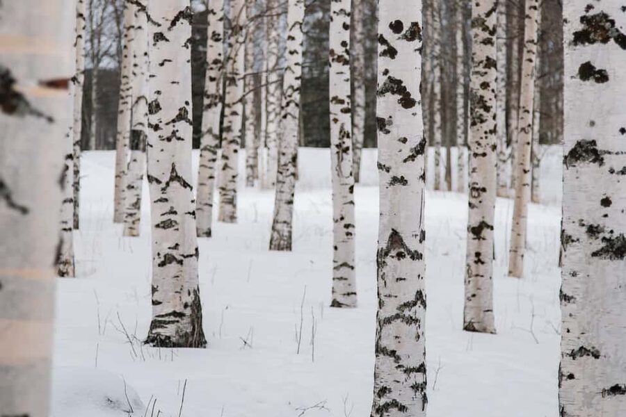 Rovaniemi: Snowshoeing in the Arctic Wilderness - Is $99 a fair price?