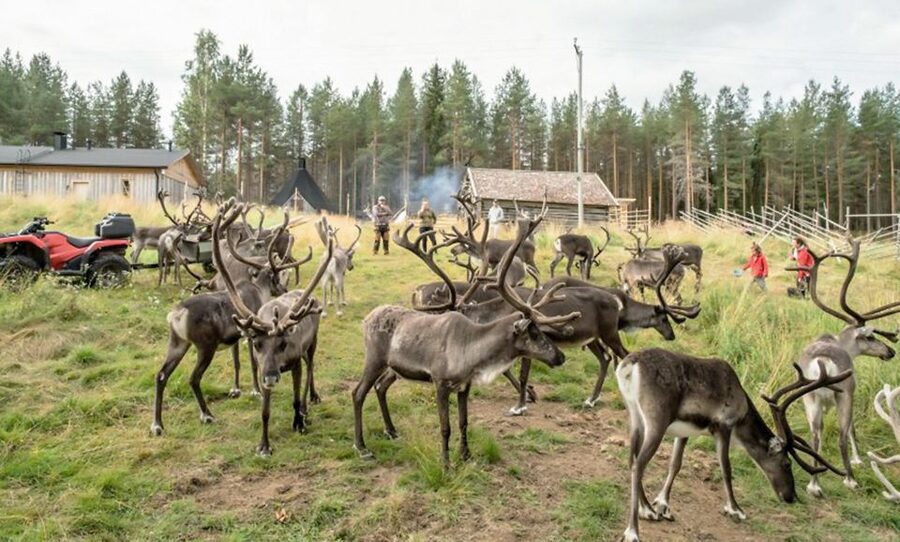 Rovaniemi: Summer Reindeer Farm Experience - Leaving Rovaniemi for the summer forest