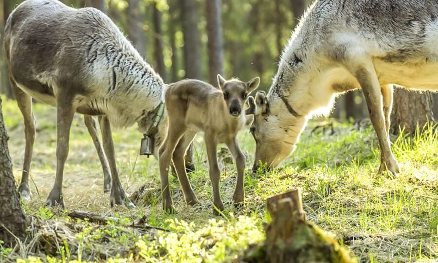 Rovaniemi: Summer Reindeer Farm Experience - A quieter side of Lapland than winter can offer