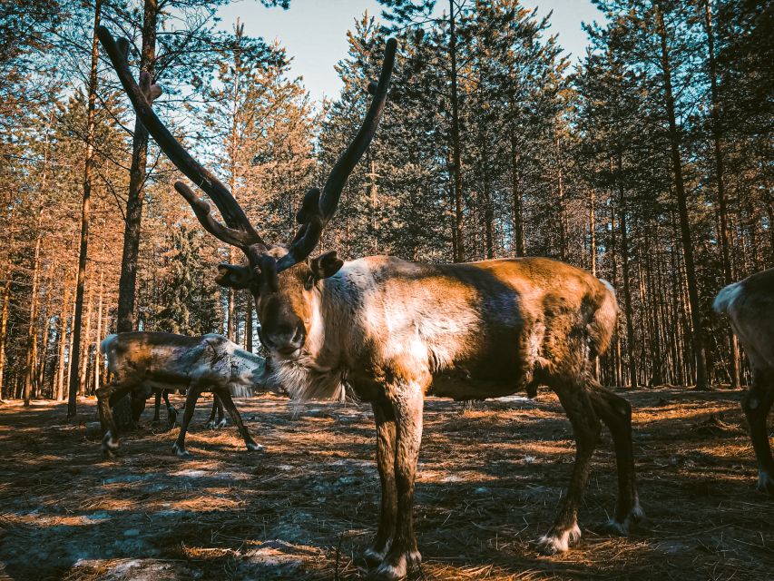 Rovaniemi: Summer Reindeer Farm Experience - What the 2.5-hour schedule means for your day