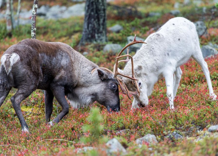 Rovaniemi: Summer Reindeer Farm Experience - Is the $114 price fair?