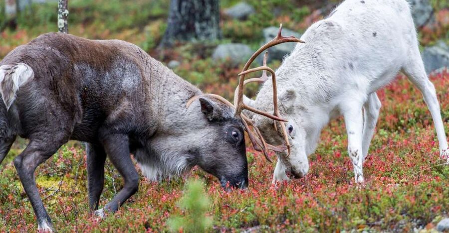 Rovaniemi: Summer Reindeer Farm Experience - Feeding reindeer in their summer season