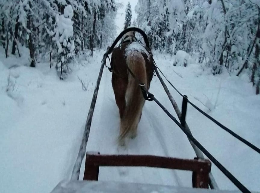 Rovaniemi: Traditional Finnhorse Sleigh Ride at SCV (3km) - Timing, weather, and what to wear