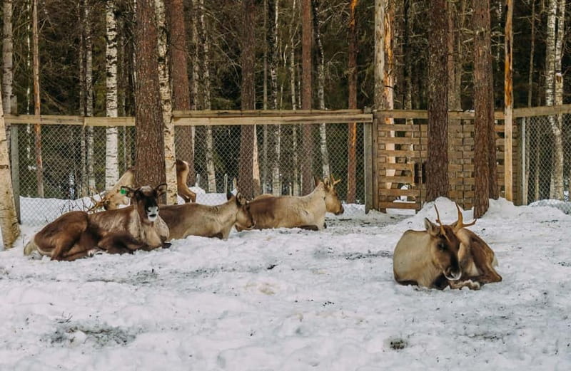 Rovaniemi: Trip to Ranua Zoo with Tickets - Key points to know