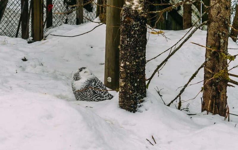 Rovaniemi: Trip to Ranua Zoo with Tickets - The white bear that makes Ranua unusual
