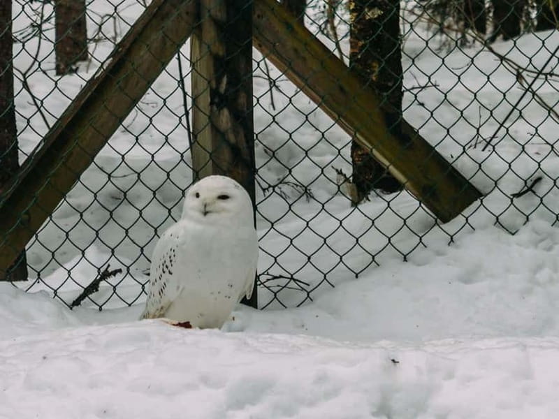 Rovaniemi: Trip to Ranua Zoo with Tickets - Why the transport package can be good value