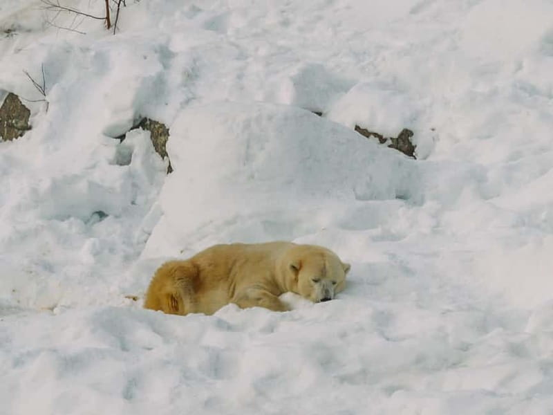 Rovaniemi: Trip to Ranua Zoo with Tickets - Timing your visit around winter behavior