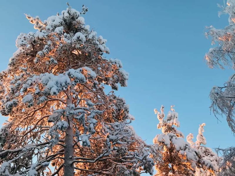Rovaniemi: Trip to Ranua Zoo with Tickets - Practical preparation for the Arctic