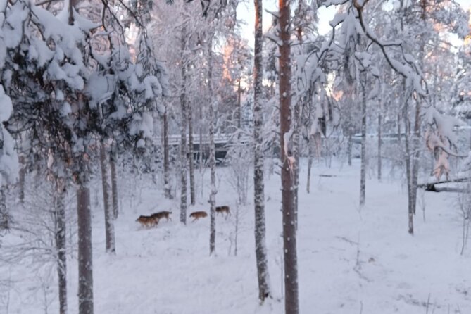 Rovaniemi: Trip to Ranua Zoo with Tickets Included - What happens from pickup to the zoo gate