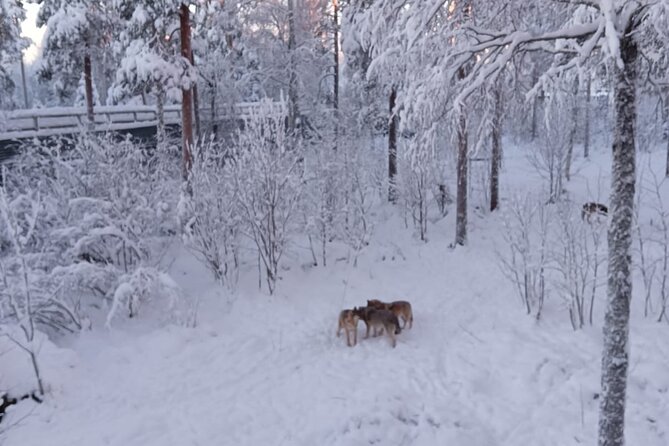 Rovaniemi: Trip to Ranua Zoo with Tickets Included - A self-guided visit can be a benefit