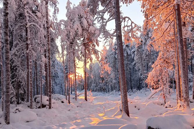 Rovaniemi: Trip to Ranua Zoo with Tickets Included - Timing, weather, and what to bring