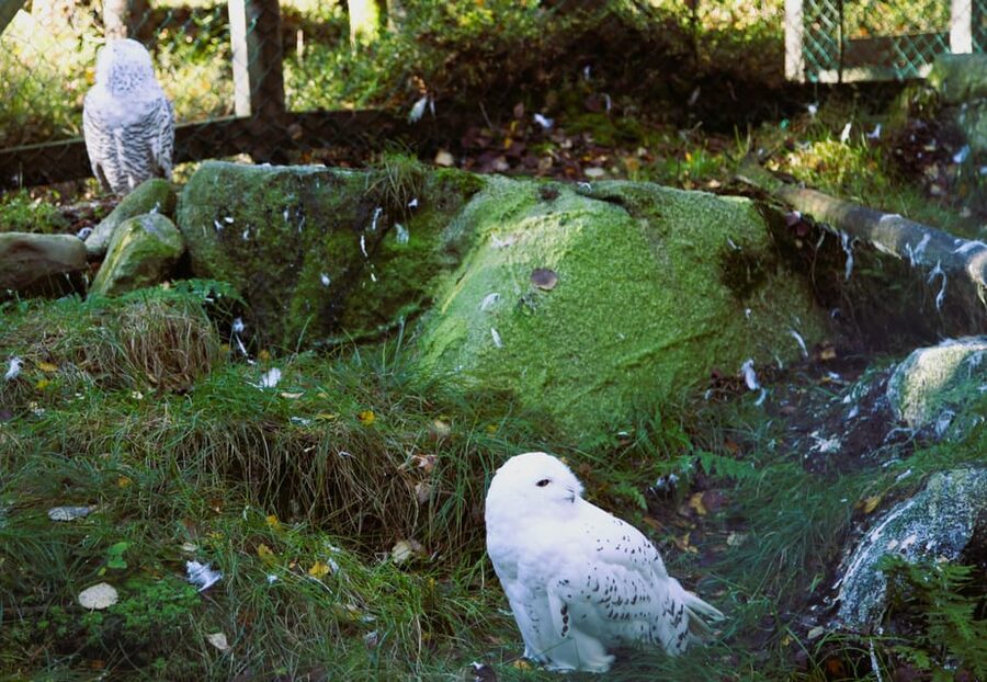 Rovaniemi: trip to the Ranua Zoo (transportation, tickets) - Entering Ranua Wildlife Park