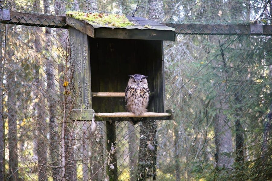 Rovaniemi: trip to the Ranua Zoo (transportation, tickets) - Timing, pace, and what to bring
