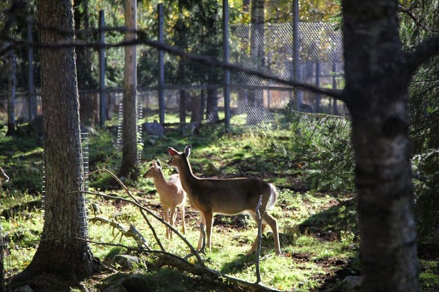 Rovaniemi: trip to the Ranua Zoo (transportation, tickets) - How the visit feels on the ground