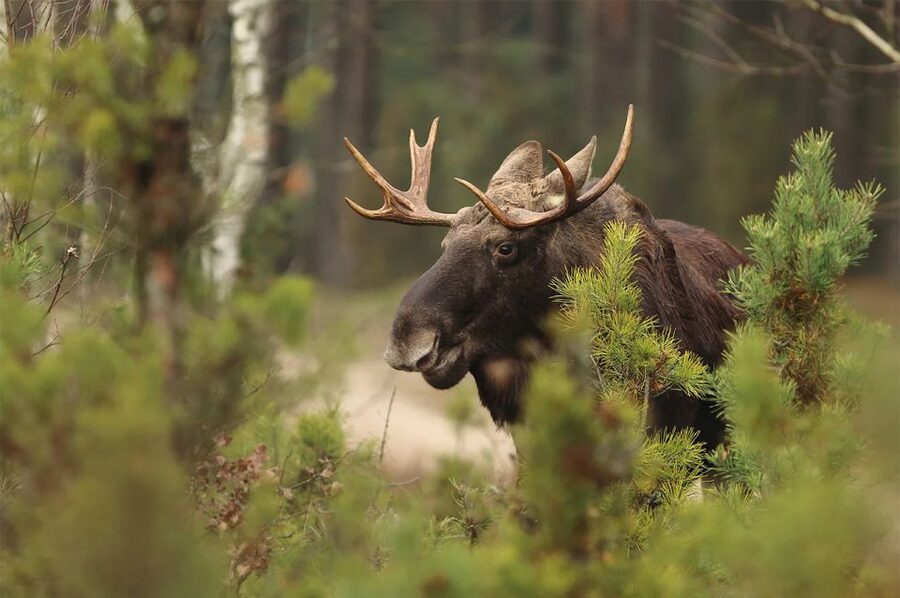 Rovaniemi: Wild Moose Safari - Key points before you book