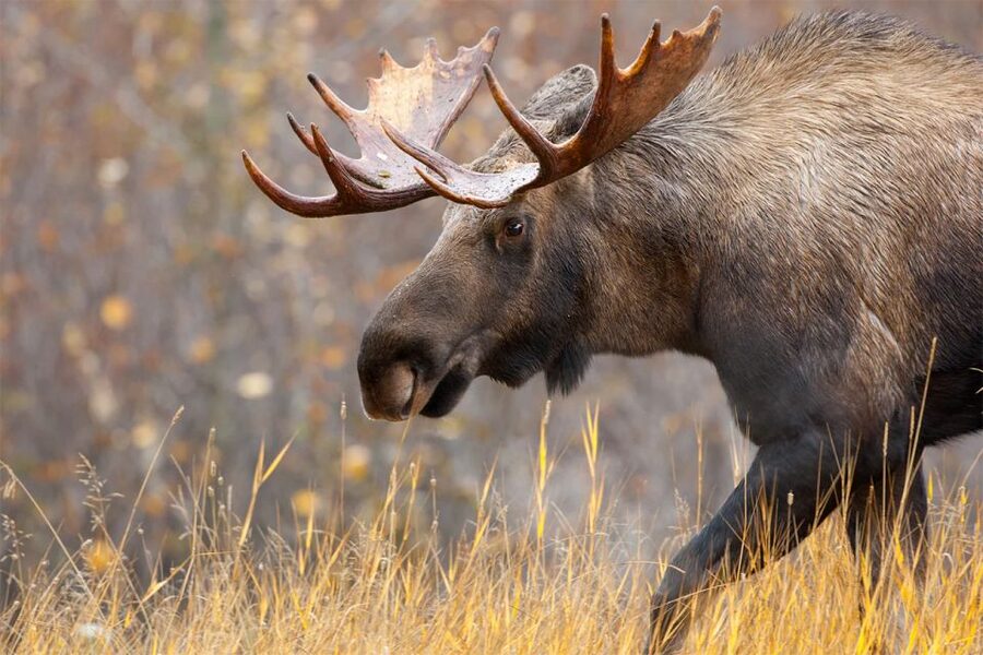 Rovaniemi: Wild Moose Safari - Searching from inside the vehicle