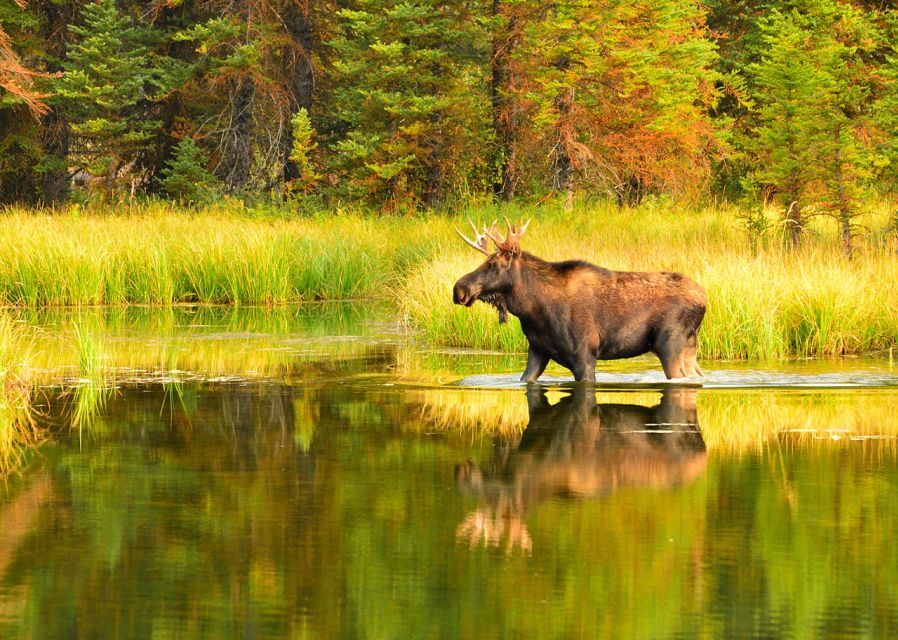 Rovaniemi: Wild Moose Safari - Price and what you receive for $146