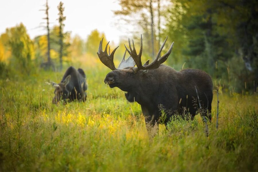 Rovaniemi: Wild Moose Safari - Safety, driving, and the main warning