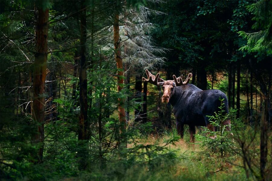 Rovaniemi: Wild Moose Safari - Who will enjoy this moose safari