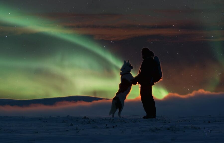 Saariselkä: Husky Safari with Aurora Borealis Hunt - Key points to know before booking