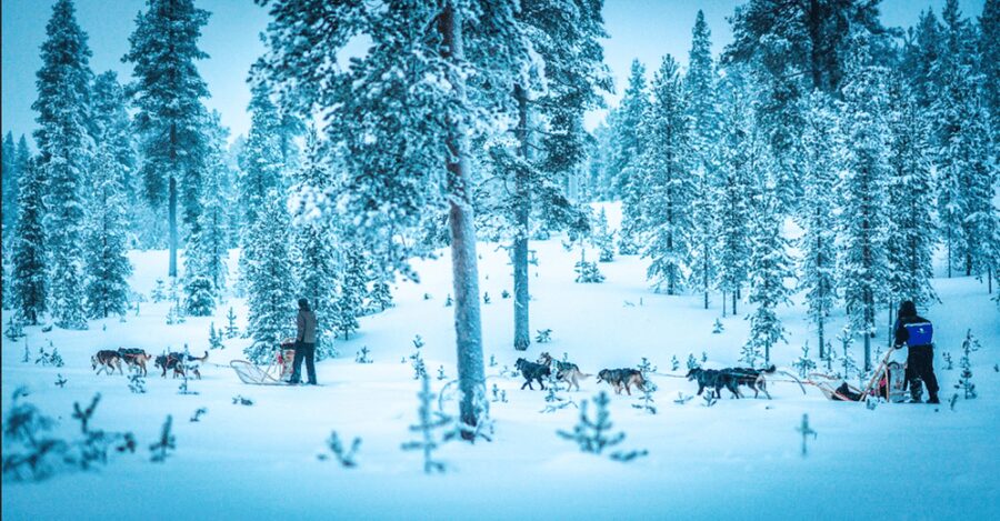 Saariselkä: Husky Safari with Aurora Borealis Hunt - From Saariselkä pickup to the Wilderness Center