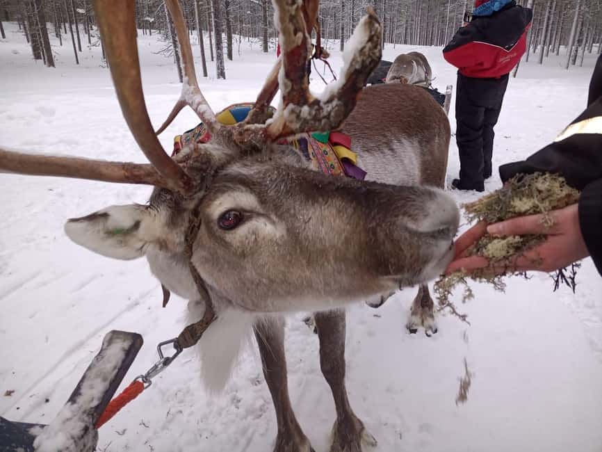 Saariselkä: Northern Lights & Reindeer Sledding Tour - Why the reindeer sleigh is the main event